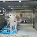 리봄동물의료센터 이미지