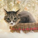 이쁘면다냥 이미지