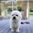 플레이독 파주본점 이미지