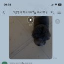 멍멍테라스 이미지