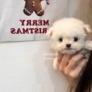 강아지는 내 운명 이미지