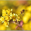 파주삼릉 이미지