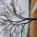 12.11.월.비오는 월요일 무한천 체육공원을 걷다 이미지