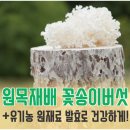 우리원목생산 티스토리
