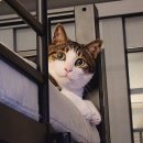 2841/ Nver let the fear of striking out keep you from playing the game. 이미지