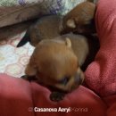 카사노바에리켄넬 이미지