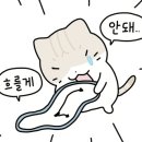 고양이묭실 네이버블로그