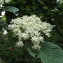 [11월 24일 탄생화] 가막살나무(Viburnum) : 사랑은 죽은보다 강하다 이미지