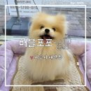 배곧일리오애견미용 | 풀코트 포메라니안 위생미용 후기, 시흥 배곧 애견 목욕 스파 전문점 "버블포포"