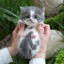 부산고양이분양 미유펫 | 세종고양이분양 미유펫 방문 후기, 정직한 절차로