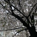 살랑애견미용실 이미지