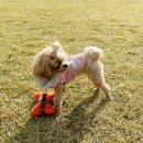 개르메스 이미지