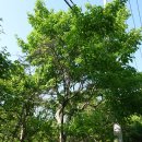 곰의말채나무 Cornus macrophylla Wall. 이미지