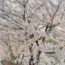 서부간선길1R | 인천 벚꽃명소 추천 계양 서부간선수로 봄나들이 4월 13일 개화상황 실시간 방문후기