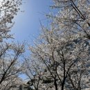 염리초교 이미지