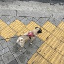 331멍발소 이미지