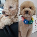 행복펫 애견미용실 이미지