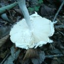 하얀버섯 이미지