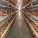 도촌 2농장 이미지