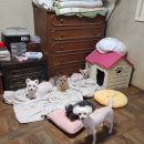 병동농장 이미지