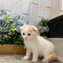 하이바이 분양소 이미지