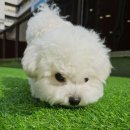 털로덮인친구들 동탄북광장점 이미지