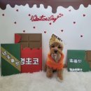 인천 애견유치원 꽃피는 견생 내돈내산 1년 등원 찐 후기!