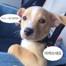 별내암소한우