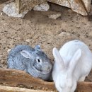 GS25 포천마산 | 포천 허브아일랜드 크리스마스 4시간 코스 내돈내산 후기