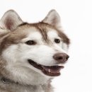 25시동물병원 이미지