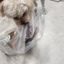 꼬숩당개 이미지