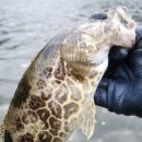 보성강8 이미지