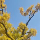 임고서원의 은행나무 이미지