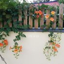 진도상설전통시장 이미지