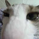 (사)장애인사랑하는모임 | [11上]별 하나에 사랑과…