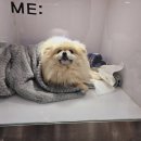 하얀기린 동물병원 이미지