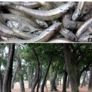 남해멸치 이미지