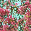 빠방이네 이미지