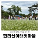 그린팜영농조합법인앞도로 | 제주도 메밀꽃 축제 한라산아래첫마을 제주 메밀밭 후기