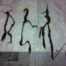 도마1리 이미지