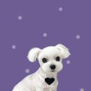 하얀이언니네 이미지