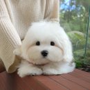 송이로14길 이미지