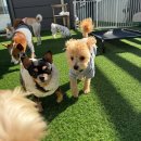 도기야드 이미지