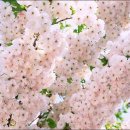 고향의 봄 이미지