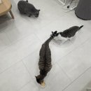 한보 | 묘한보양 보양식 영양닭죽 체험단 후기