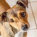 24시알파동물메디컬센터 이미지