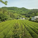 茶香아트 밸리 송민석 자당님 標識石 탐방 이미지