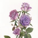 보타니컬 꽃 식물 드로잉 이미지