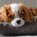 고덕 동물의료센터 이미지