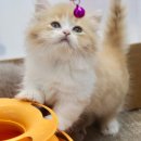 김포고양이분양 맘스캣 이미지